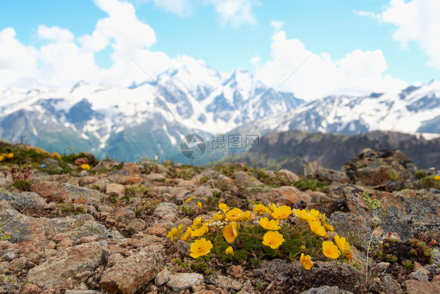 黄色花朵和山峰背景有蓝云的天空图片