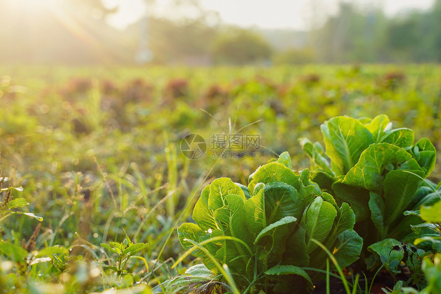 新鲜绿色有机蔬菜已经成熟可以在农场中采摘图片