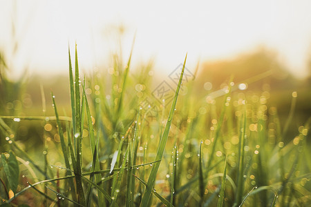 露水草阳光清晨美丽的绿草上面有露水春光下还有日出背景