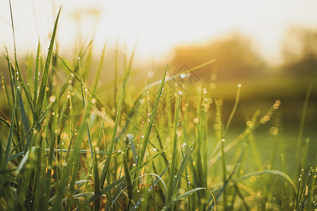 露水草阳光清晨美丽的绿草上面有露水春光下还有日出背景