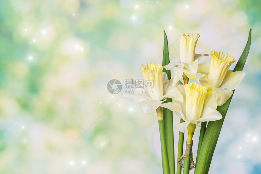 绿色自然背景的黄恋花朵美丽束绿色天然背景有亮光和文字空间明信片或邀请的布局图片