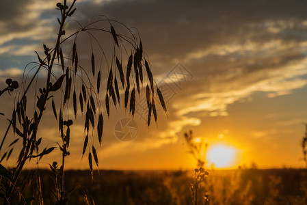 在明夕阳的背景下野草耳朵深影图片