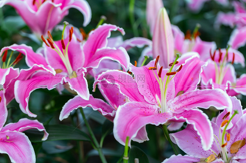 美丽的百合花图片