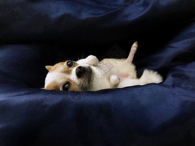 睡着的可爱吉娃小狗躺在深蓝色织物上图片
