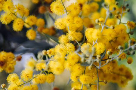 绿色春季花壁纸概念图片