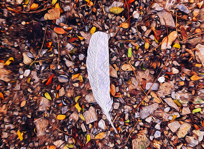 土壤地面上的白鸟羽毛图画形艺术彩色干叶自然图形壁纸概念图片