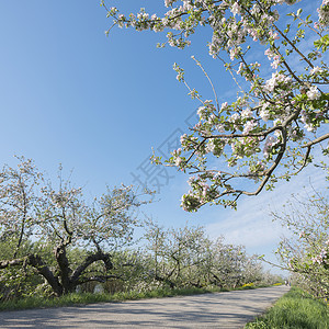 果园图在蓝天下开的苹果树和黄春花在蓝天下开在北贝图韦的凝胶马森附近Holand河边背景