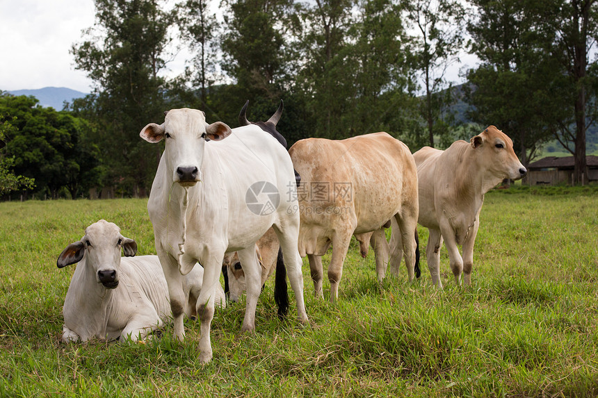 云边的牧草上有一群美丽的巴西牛图片