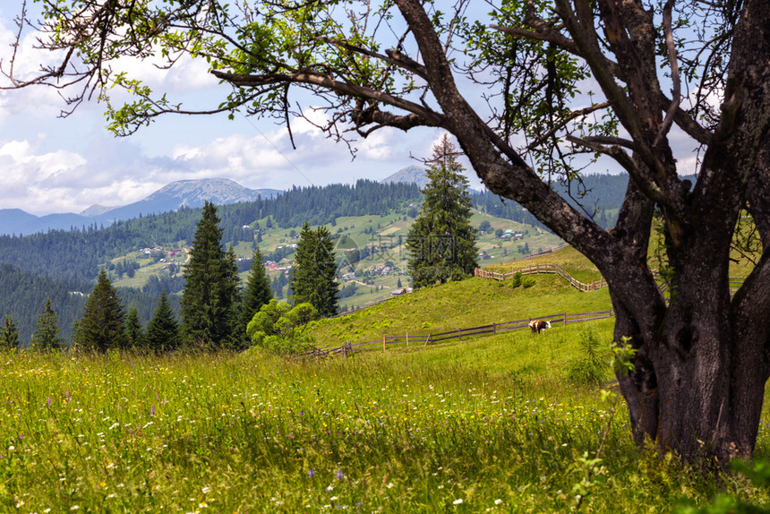 山上的草丘美丽树山牧牛图片