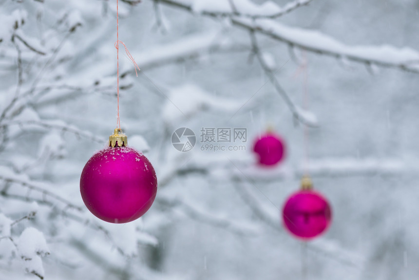 圣诞节卡片雪中树枝上的粉红圣诞节球图片