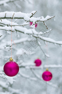 圣诞节卡片雪中树枝上的粉红圣诞节球图片