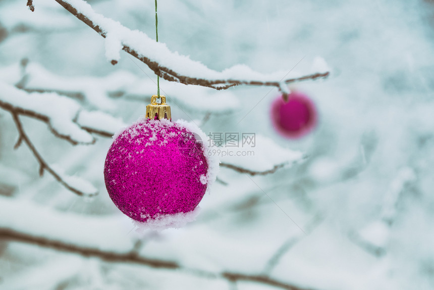 圣诞节卡片雪中树枝上的粉红圣诞节球图片