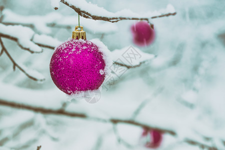 圣诞节卡片雪中树枝上的粉红圣诞节球图片