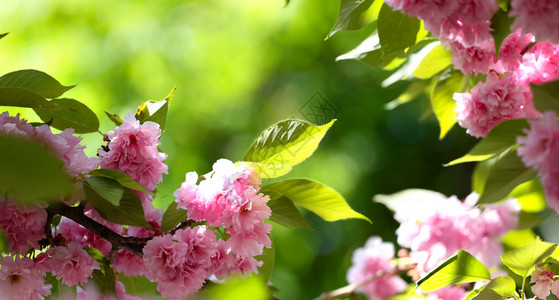 樱花美丽的图片