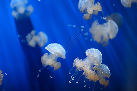 海底水母背景图片