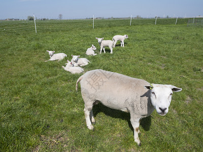 羔羊在绿草地上享受阳光图片
