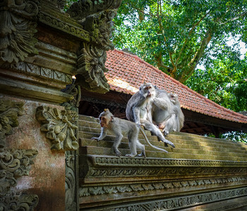 巴东特加尔在神圣的猴子森林寺院屋顶上猴子乌布德巴利印地安尼西亚在猴子森林的寺院屋顶上猴子印地安尼西亚背景