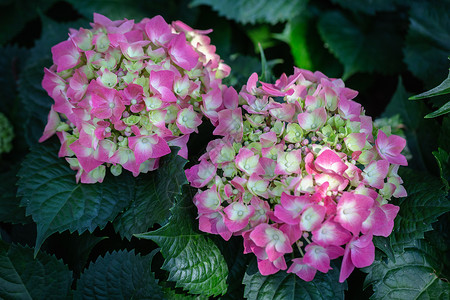花朵和绿叶背景在阳光明媚的夏日或春花园里用于明信片美容和农业设计图片