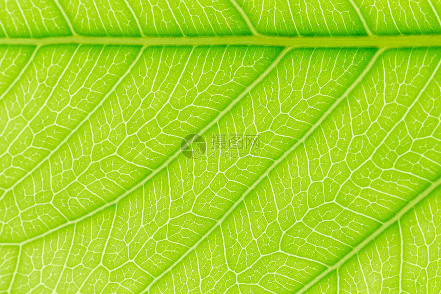 绿叶纹理背景为网站模板春美环境和生态概念设计提供光线图片