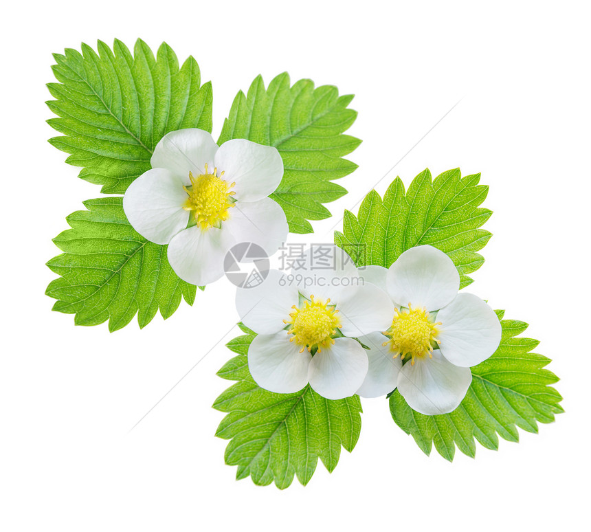 几朵白色草莓花和绿叶白底隔离于图片