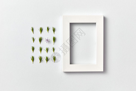 绿色新鲜的青松针和一朵春花浅灰色背景的空框长方形成像平坦的躺下文本位置年轻松针的春植物图案和浅色背景的空框背景图片