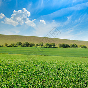 绿色地和蓝天空有光云农业景观图片