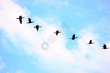 鸟儿飞回鲁斯特杜德华公园乌塔帕列什印地亚高清图片