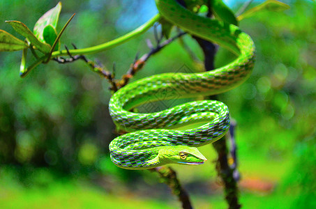 绿藤蛇阿海图拉纳苏塔达德萨加果阿因迪亚高清图片