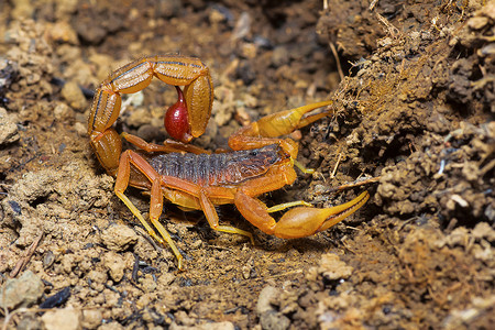 萨斯瓦德动物群蝎子高清图片