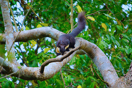 马里扬巨型松鼠拉图法双色名利公园萨姆印地亚图片