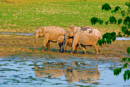 马克西亚或非海象埃列法斯大喀兹兰加公园阿萨姆印地亚背景