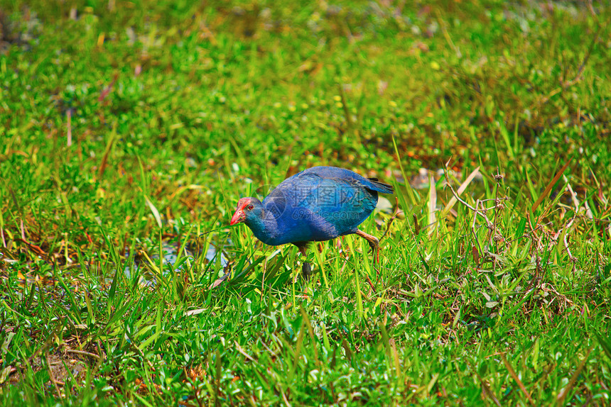 紫色摩尔母鸡或西部沼泽草药卡兹兰加公园萨姆因迪亚图片