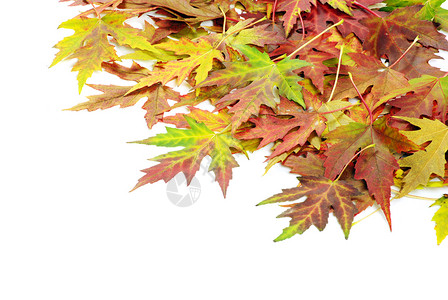 秋天白色的树叶图片