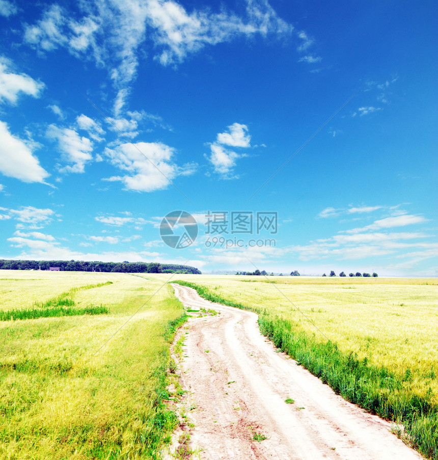 夏季末小麦田地完全成熟图片