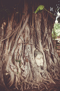 泰国大城府摩诃那寺佛祖树根菩萨头在树根大城府泰国背景图片