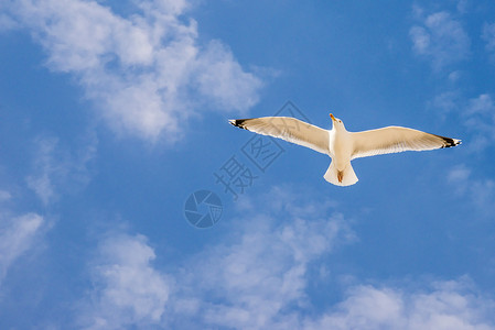 鸟海鸥在波兰的蓝天空中飞翔图片