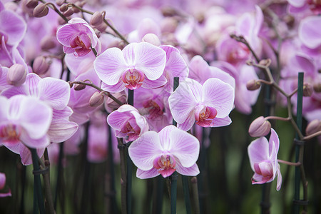丰富多彩的特写镜头杜赫温室在内地大规模种植粉红色兰花背景