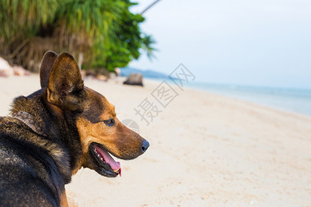 在海滩玩耍的中国昆明犬图片