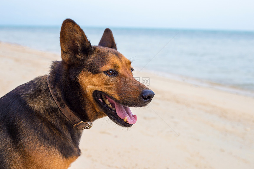 在海滩玩耍的中国昆明犬图片