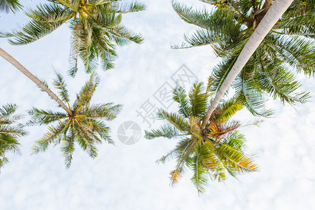 椰子棕榈树美丽的热带有天空和云彩图片