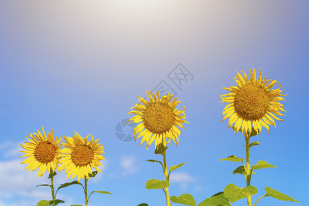 阳光明媚的天有蓝色黄向日葵夏天和旅行概念图片
