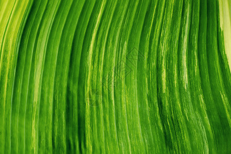 绿色香蕉质地的抽象背景自然图片