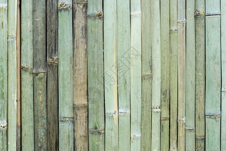 墙上绿竹状的抽象背景图片