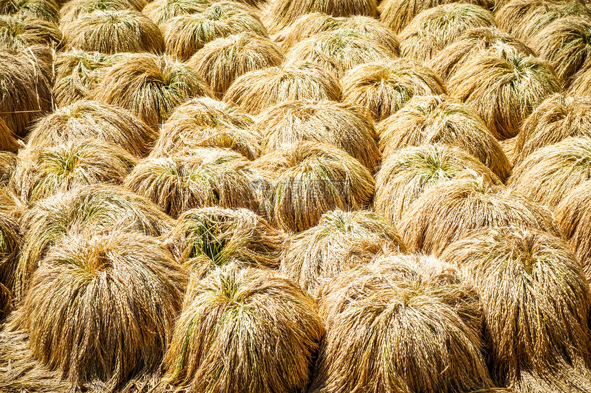 印尼巴厘岛贾蒂卢维水田水稻收获干燥印尼巴厘岛jatiluwih稻谷干燥图片