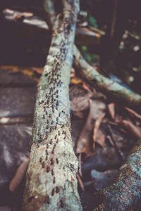 加拉廷国家森林小山木材高清图片