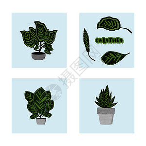 国产植物花盆里的植物插画