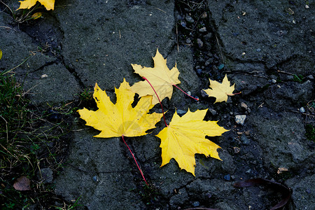 沥青路上的落叶秋天他们的背景图片