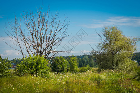 夏季农村草原景观有棵树和绿草图片