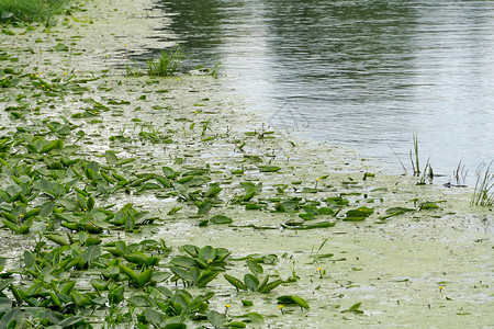 河里的绿叶百合图片