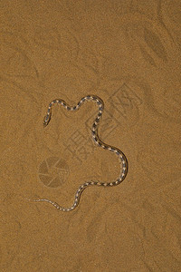 长头蛇尾沙漠公园拉贾斯坦邦印地亚图片